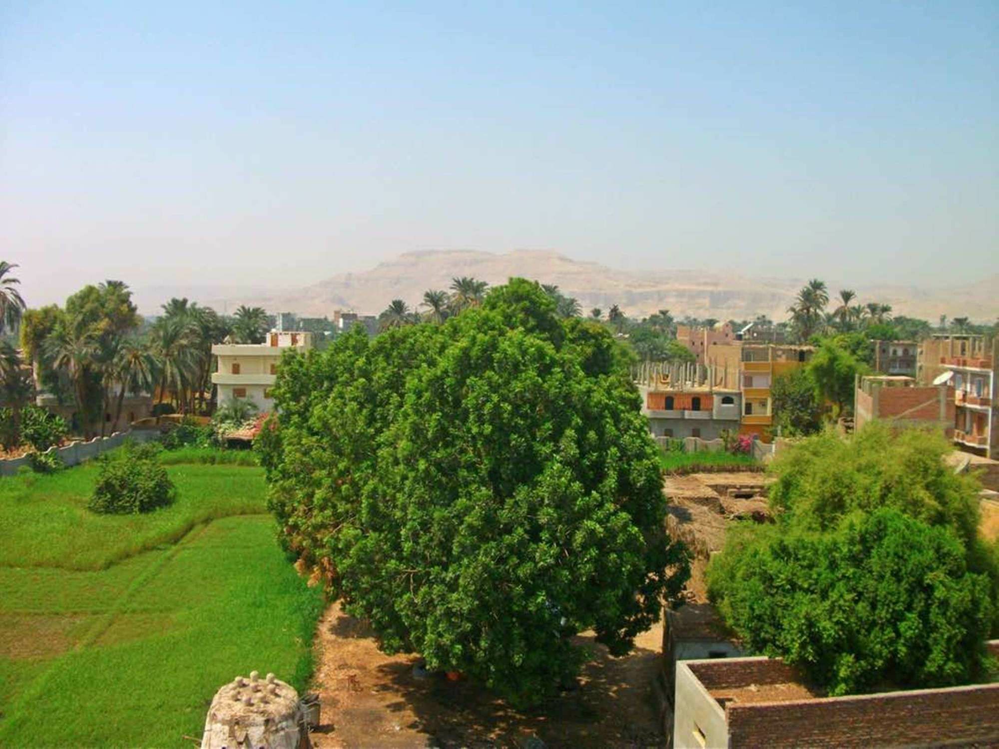 Farida Apartments Luxor Ngoại thất bức ảnh